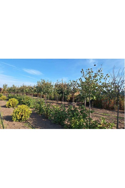 Липа широколиста - ком50кг/джут+метал сітка/вис.загальна280-300см/висота штамба150-170см/Øкрони100-120см/(muscle)обхват 14-16см/